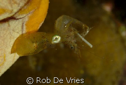 Pygmee squid (3 cm) eating a shrimp, shrimp eating someth... by Rob De Vries 